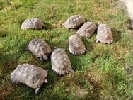 Zuchtgruppe Bteitrandschildkröten zu verkaufen - Braunsbedra