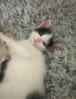 3 Katzen Geschwister - Bürstadt Zentrum
