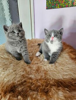 noch 2.von 4 BKH mix kitten abzugeben - Frasdorf