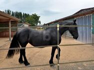 PFERDEHOF, REITANLAGE, TRAUMHAUS, TOLLE LAGE - Meckenbach (Landkreis Birkenfeld)