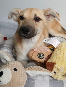 💛 Kleiner Teddy sucht Geborgenheit 💛 - Eislingen (Fils)