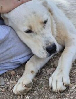 Ilias - der Kuschelbär - Mettmann