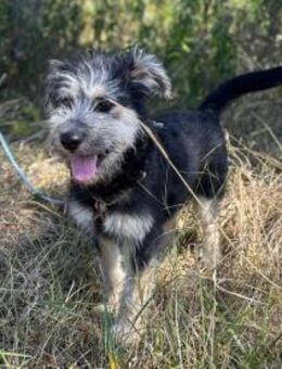 Ozzy - süßer Vierbeiner sucht Zweibeiner - Köln