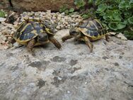 Junge Griechische Landschildkröten - Nehren (Baden-Württemberg)