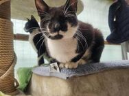 Remy, fast blind, sucht liebes Zuhause - Waakirchen