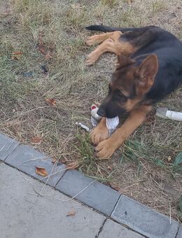 Deutsche Schäferhund Welpen - Detmold