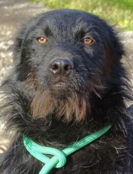 TIMMY sucht Zuhause - Gefrees