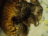 Bengal Kitten - Hamburg Altona