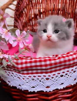 Entzückende Reinrassige Bkh Kitten - Köln
