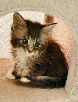 Maine Coon Kitten XXL reinrassig - Nordheim