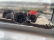 Maine Coon mix ab Juni abzugeben - Lehrte Zentrum