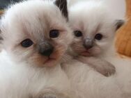 3 Heilige Birma Kitten Katze abholbereit - Ramsen CH
