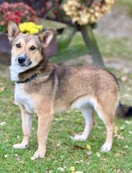 LUKASH, Mix, geb. 09/2024 - Heidenrod