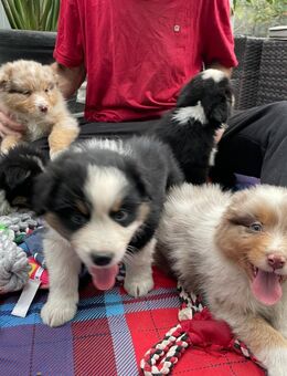 Australian Shepherd Welpen, ASCA Papiere - Kölleda