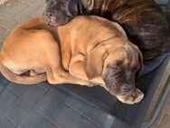 Cane Corso Welpen abgabebereit - Sternberg