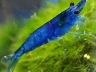 Blue Dream Garnele - Odelzhausen