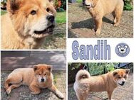 SANDIH -tolle Chow-Chow-Mix Hündin- - Duisburg