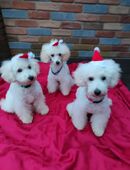 Pudel Zwergpudel in 59065