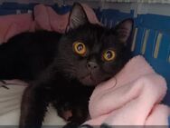 Britisch Kurzhaar Katze sucht schönes Zuhause Tierschutz - Kusel