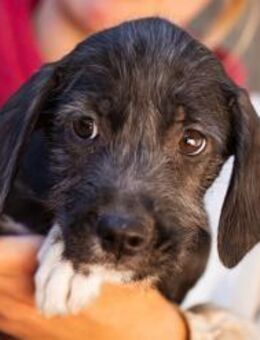 Olivia 💗 junges, lebensfrohes Hundemädl - Hamburg