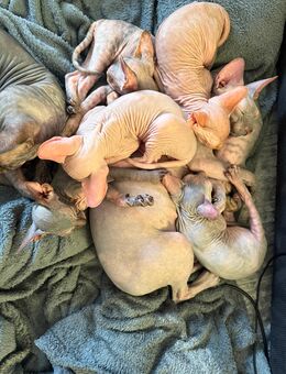 Donskoy Sphynx Kitten - Neumünster
