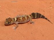 Dickschwanzgecko nephrurus milii - Parsberg