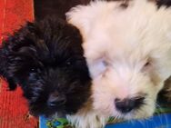 3 Zuckersüße Tibet - Terrier Welpen - Hennef (Sieg)