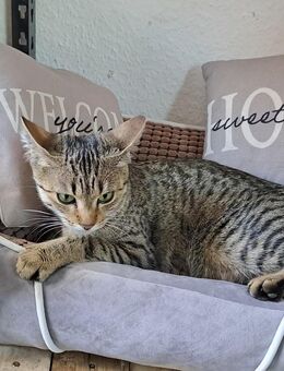 Katze Anina zu verkaufen - Mainhardt