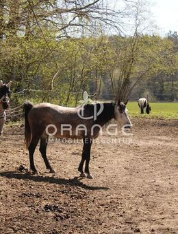 ***Bereit zur Bebauung - alles ist möglich! Einfamilien- oder Wohnhäuser, für Naturliebhaber plus 1.650m² Biotop oder Handwerksbetriebe mit Expansions - Postbauer-Heng (Markt)