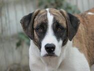 Unsere Tara sucht ihre Familie - Kallmünz