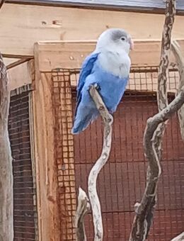 Pfirsichköpfchen - Altlandsberg