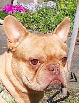Frenchy sucht tolle Menschen - Bergkamen