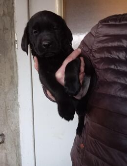Labradorwelpe schwarz reinrassig vom Land mit tollem Starterpaket - Gerbstedt Zentrum