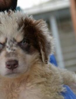 Dingo wünscht sich neues Zuhause - Neuss