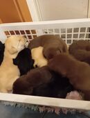 Labradorwelpen reinrassig vom Land mit tollem Starterpaket in 06347