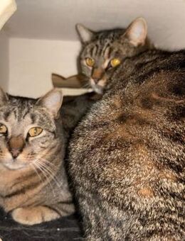 🆘✨🐾 Kazu & Aiko 🐾✨🆘 - Eislingen (Fils)