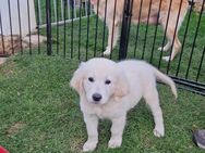 Seltene Beige/Weiße Golden Retriever Welpen - Parsberg Zentrum