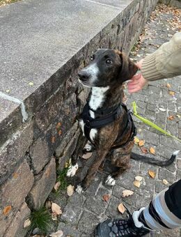 eleganter, ausgegl. Welp (Tierschutz) - Höchenschwand