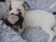 Jack Russell Chihuahua Welpe - bereit für ein liebevolles Zuhause! - Hilden