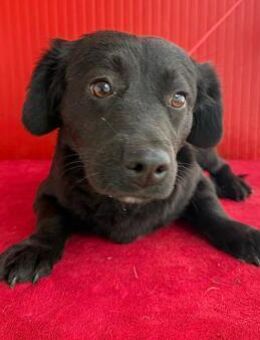 liebenswerte kleine SZISZI - Mamming