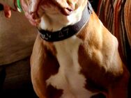 Wir suchen schweren Herzens ein neues Zuhause für unseren American Bulldog - Osten