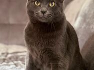 Wurfankündigung Katzenbabys - Püttlingen