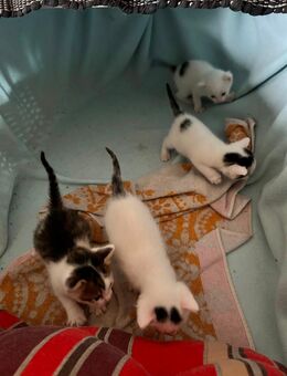 Katzen Babys, Kitten zu verkaufen - Augsburg
