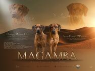 Wurfplanung Rhodesian Ridgeback Welpen 2025 Internationaler Champion - Mechelroda