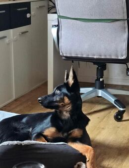 Hund zu verkaufen - Lübeck