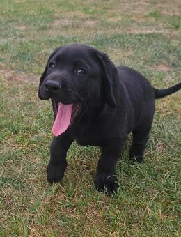 Wunderschöner Labradorwelpe darf ausziehen - Lützen