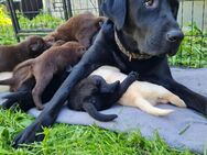 Labrador Welpen 12.5 geboren - Altenberg