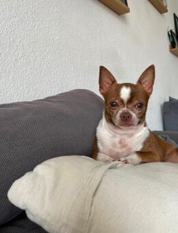 Hunde rüde - Uffenheim Zentrum
