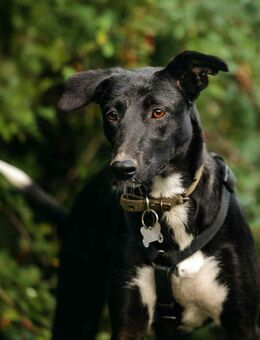Liebevolle Stella sucht ihre Menschen - Duisburg