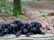 LABRADOR WELPEN SCHWARZ - Stadtallendorf